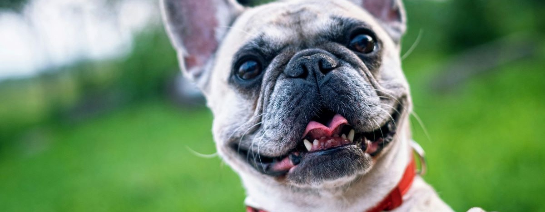 Living with Pets